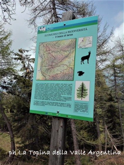 ecomuseo biodiversità bosco di larice Foresta Gerbonte