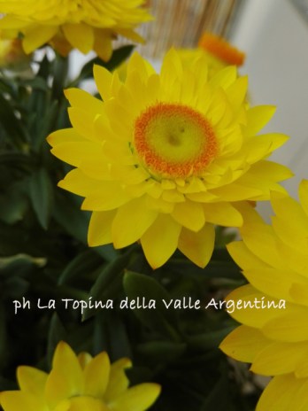 Eliciriso bracteato - fore di carta4