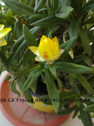 Elicriso bracteato - fiore di carta 5