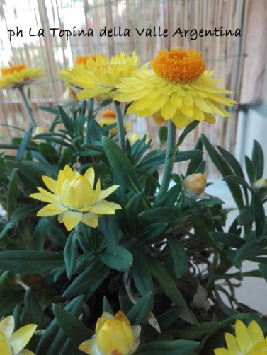 Elicriso bracteato - fiore di carta2