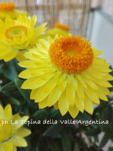 Elicriso bracteato - fiore di carta3