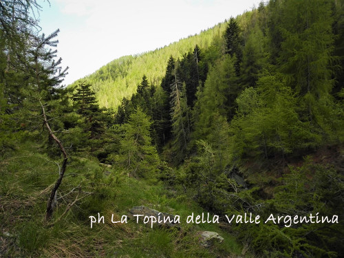 foresta di gerbonte