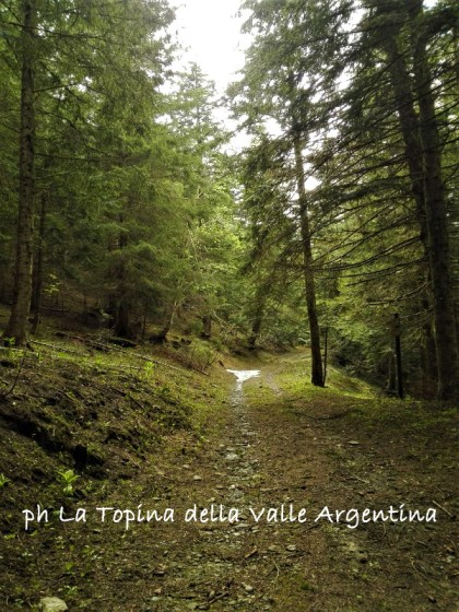 Foresta di Gerbonte