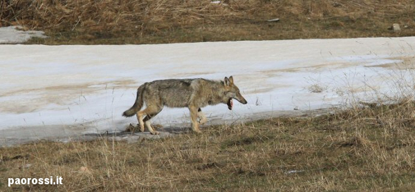 Paolo Rossi Wolf Photografer - lupo7