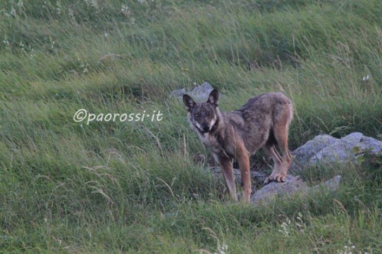 Paolo Rossi Wolf Photographer - lupo2