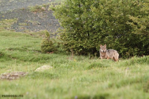 Paolo Rossi Wolf Photographer - lupo4