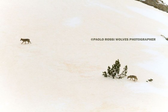 Paolo Rossi Wolf Photographer - lupo6