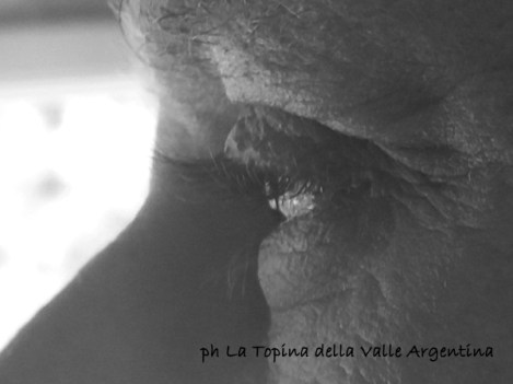 sguardo