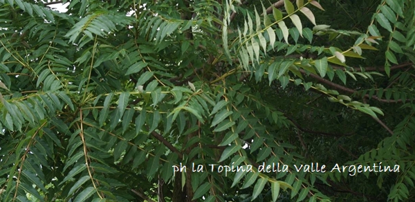 L'Albero della... cacca!