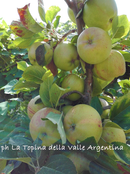 albero di mele