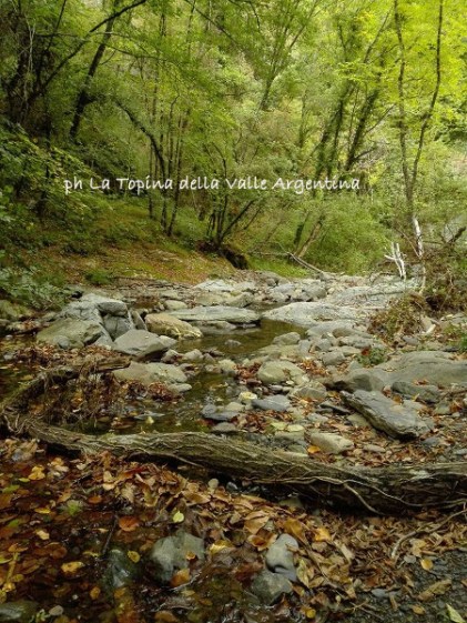bosco torrente Molini di Triora