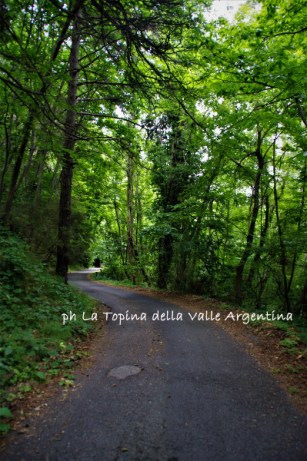 boscu negru 2