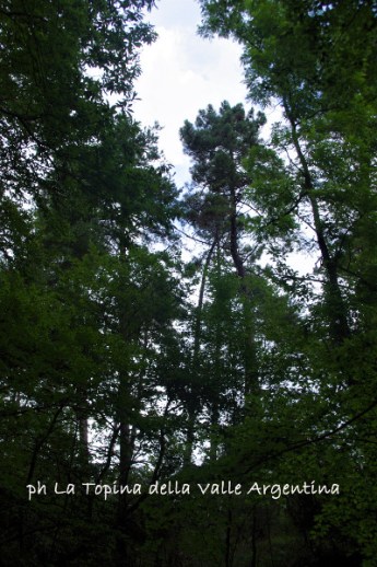 Boscu Negru 9