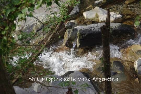 torrente nel bosco