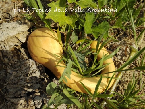 zucca gialla