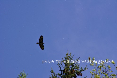Rapace - Valle Argentina