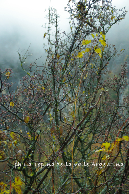 alberi autunno
