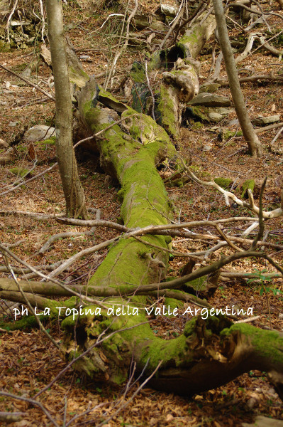 albero caduto