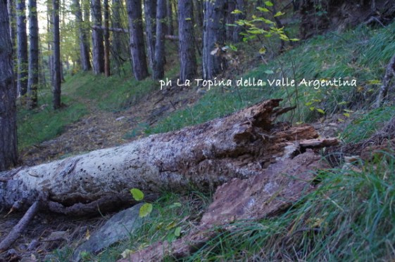 albero caduto4