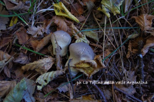 funghi