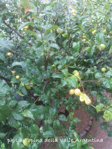 limone