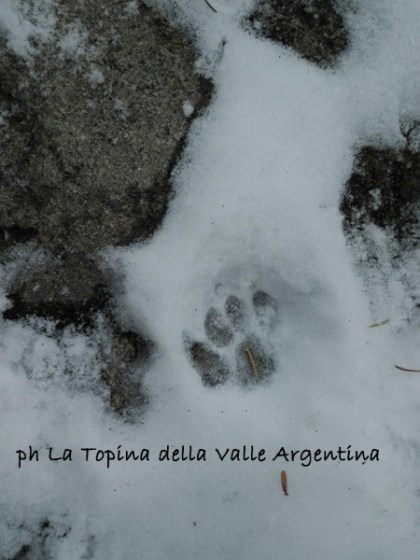 impronta gatto neve