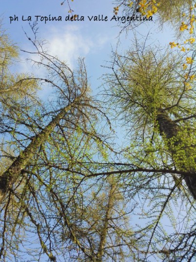 larici primavera