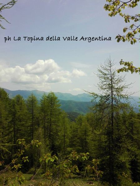 larici
