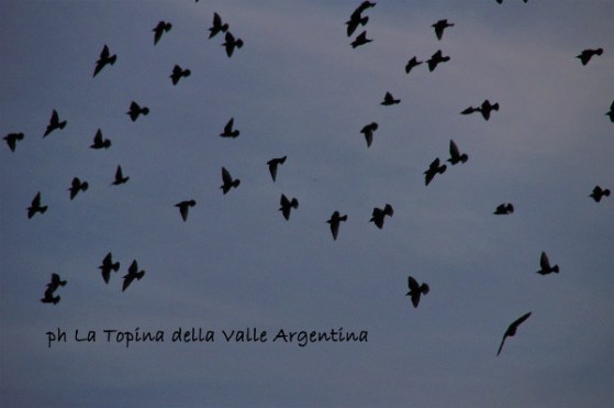 stornelli volo.jpg