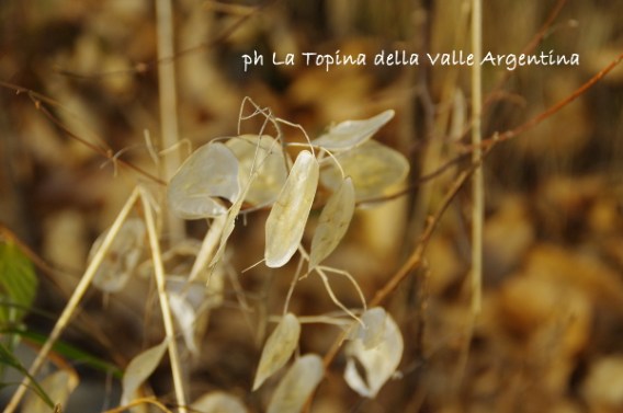 lunaria
