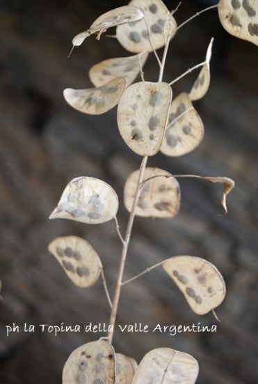lunaria
