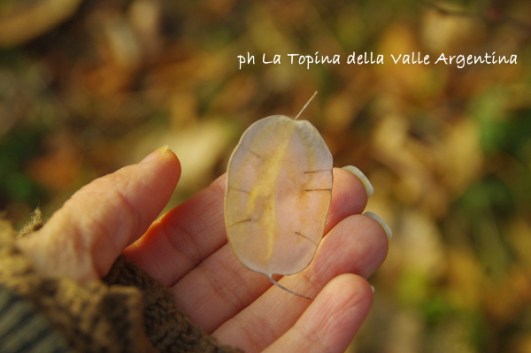lunaria2