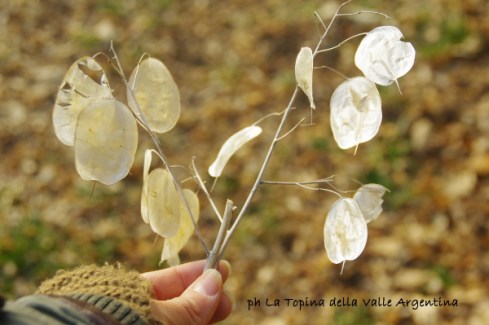 lunaria3