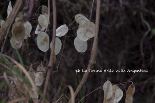 lunaria4