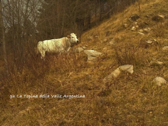 mucca colle d'oggia