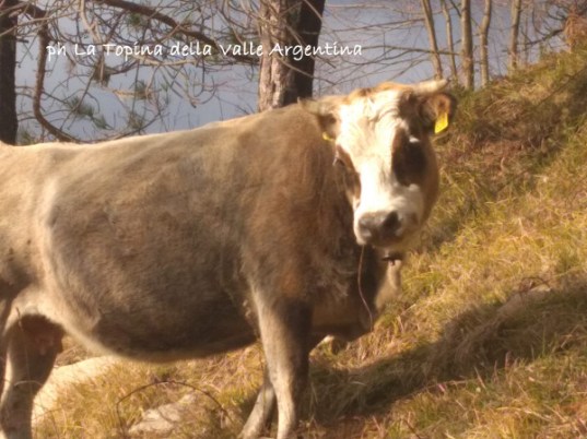 mucca