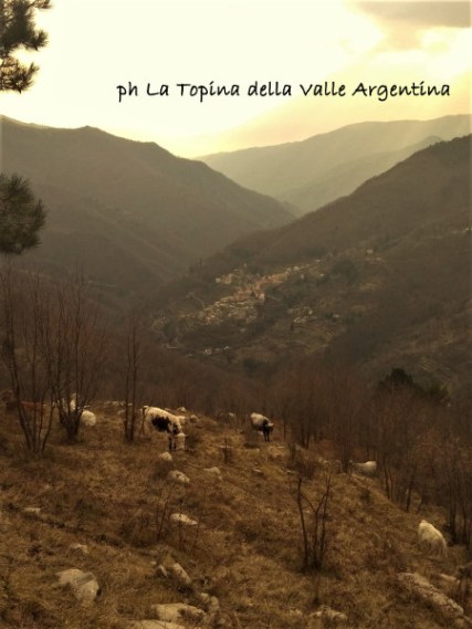 mucche carpasio