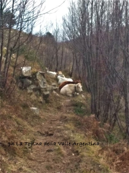 mucche colle d'oggia