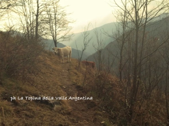 mucche colle d'oggia2