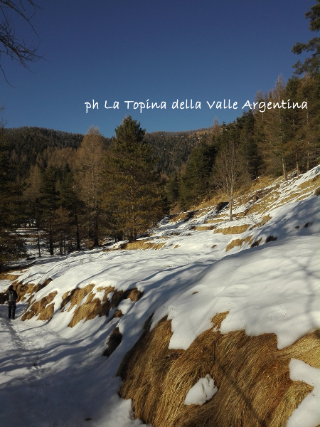 Abenin - Realdo
