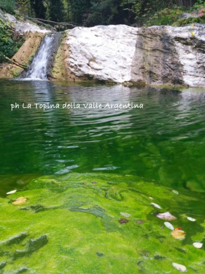 alghe melma