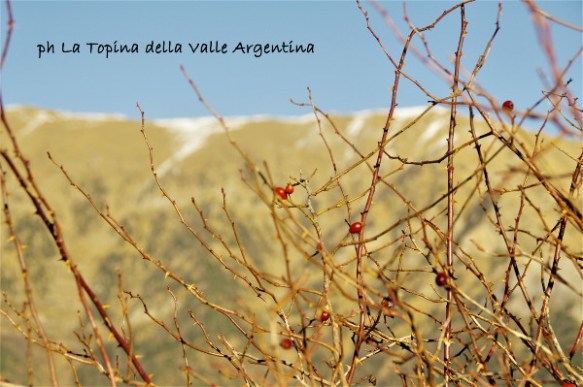 rosa canina