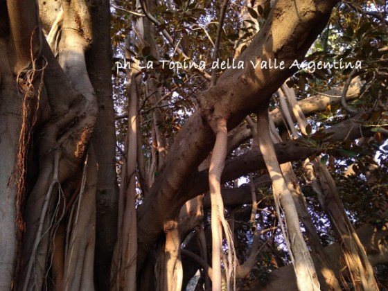 Ficus macrophylla radici