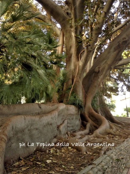 ficus macrophylla radici3