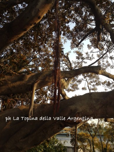 ficus macrophylla rami e radici