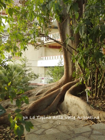 ficus macrophylla sanremo