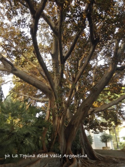 ficus macrophylla sanremo2