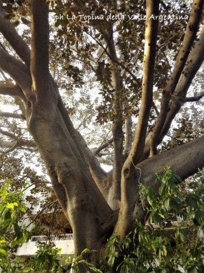 ficus macrophylla sanremo4