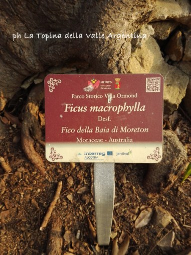 Ficus Macrophylla