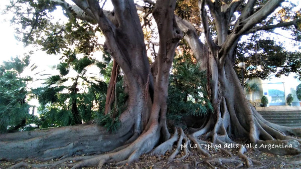 ficus